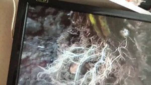 Посадка картофеля глазками Это надо знать Из одного глазка будет один стебель один сталоне Картошка