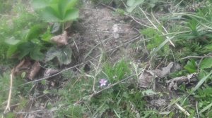 Попал на пересорт клубники. Бывает. Выкинуть не жалко.