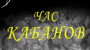 Завораживающий мир кабанов: их повседневная жизнь и питание на кормушке. Час кабана