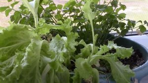 Кулинария Готовим дома Суп из майской крапивы. Салат со снытью и любистоком