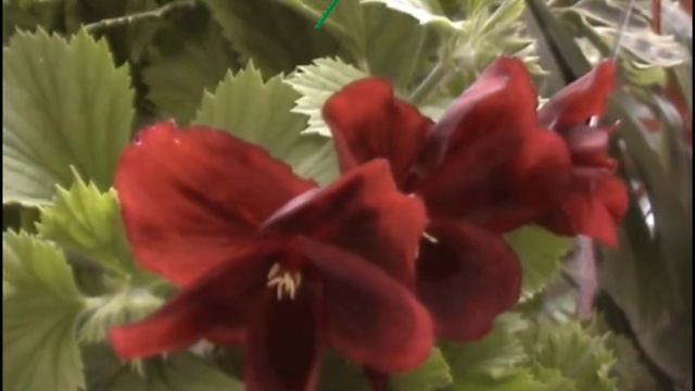 О весне, о женщине и о любви... смотреть онлайн