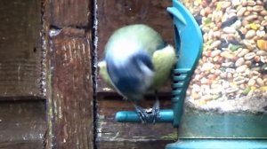 Крупный план. Веселые рожицы  Синички-лазоревки.