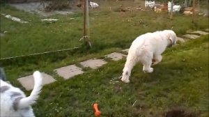 Южнорусская овчарка дети Коляна и Томилы в 3 месяца.