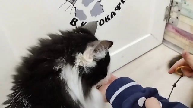 Дорогая Фаина Борисовна! Письма Натали. Котокафе - пушистый рай для всей семьи смотреть онлайн