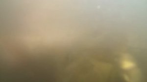 Выращивание карпа в маленьком пруду возле дома, эксперимент ч. 23 кормление карпа с рук