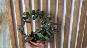 Панцырь жука -вот с чем ассоциируется лист хойи GPS 7240