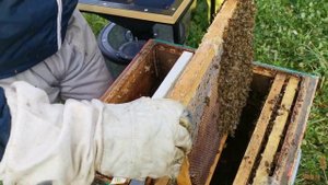 термообработка пчёл от вароатоза