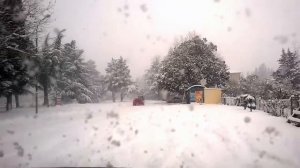 Абхазия. Цандрыпш.  Пальмы в снегу (Цандрипш - Гантиади)