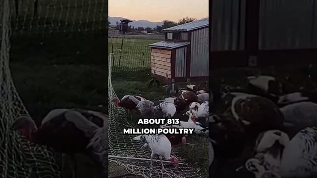 A Glimpse into the World of Poultry Farming in the United States