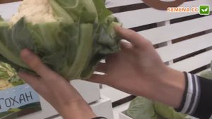 Гохан F1 капуста (Syngenta)