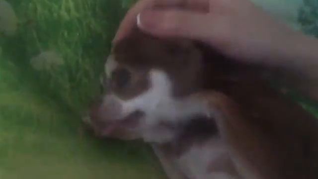 Чихуахуа держит себя в руке