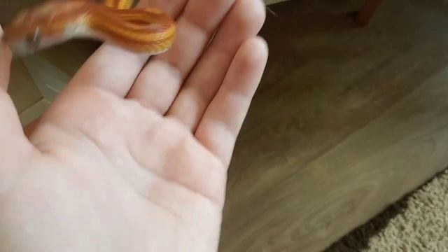 ?ЗМЕЯ ПЕРЕЦВЕТАЕТ?/НЕ КОРМИЛА 20 ДНЕЙ?/МАИСОВЫЙ ПОЛОЗ ? смотреть онлайн