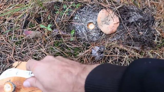 Как я Рыжики косил. Тихая охота. смотреть онлайн