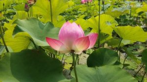 Совместимость: женщина-телец и мужчина-близнец