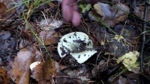 съедобные грибы - сыроежка зеленая