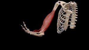 БИЦЕПС. АНАТОМИЯ. ОСОБЕННОСТИ ТРЕНИРОВКИ БИЦЕПСА. КАК НАКАЧАТЬ БОЛЬШИЕ БИЦЕПСЫ?