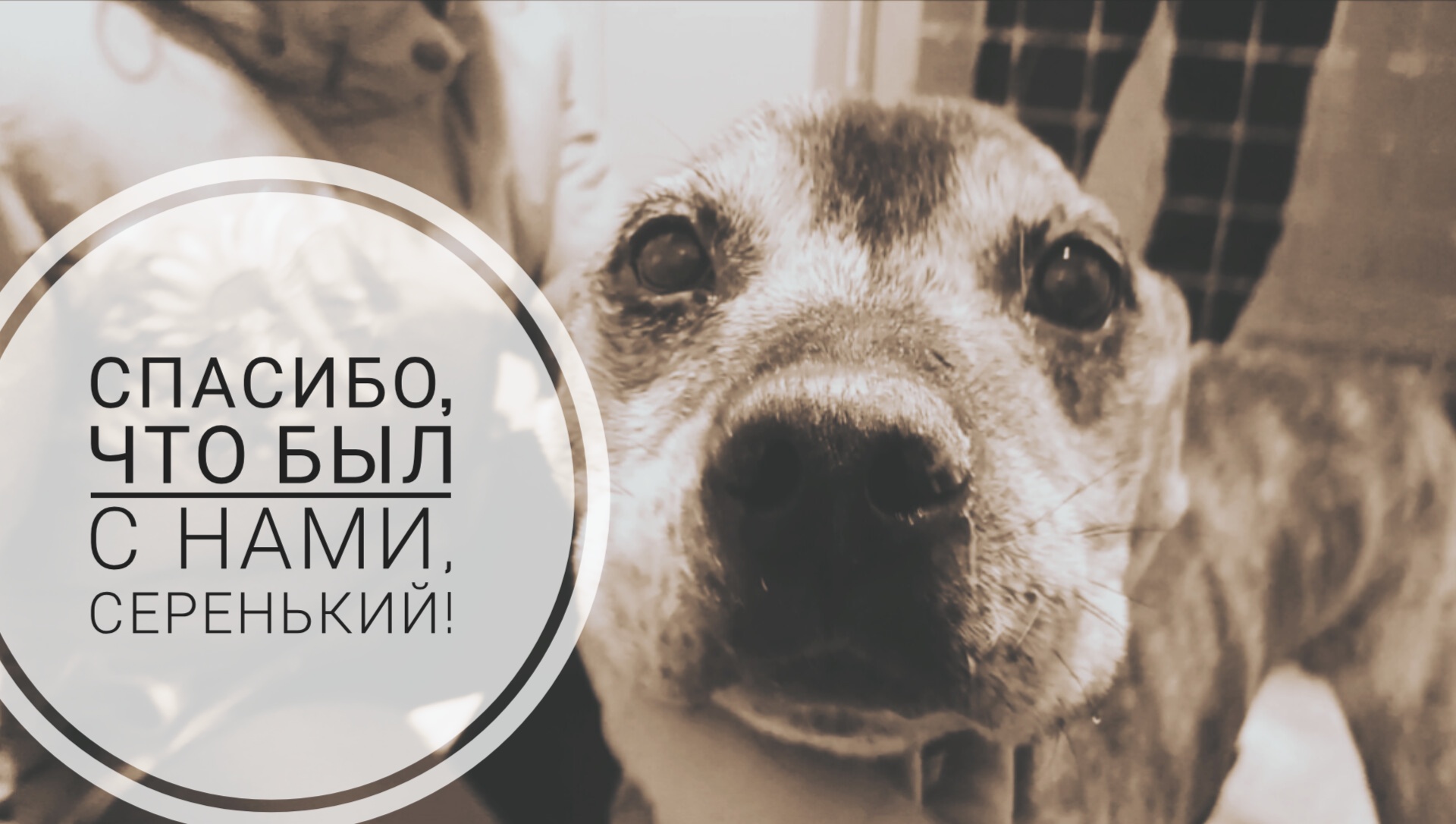 Спасибо собака