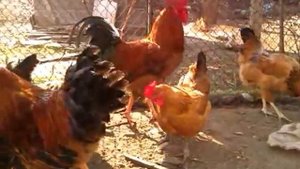 Куры породы Кучинская Юбилейная – гордость советского птицеводства