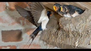 Олександр Таранець   Прилетіла ластівка