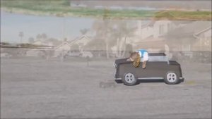 Приключение кота Майкла 2017