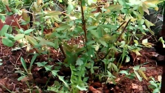 Жимолость первая ягода в моем саду смотреть онлайн