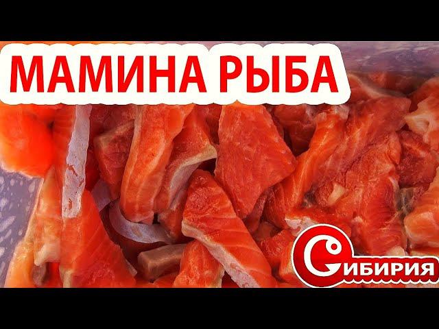 ЗНАМЕНИТАЯ МАМИНА РЫБА! ЗАПРЕЩЕННАЯ ЕДА НА РЫБАЛКЕ ИЗ КРАСНОЙ РЫБКИ! Рецепты Андрей СИБИРИЯ
