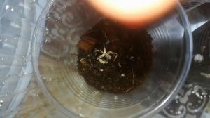 Посадка шефлеры и Канарской пальмы из семян. Исполняется впервые ??