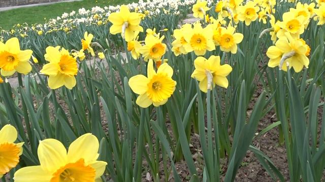 Narcissus var. Fortissimo смотреть онлайн