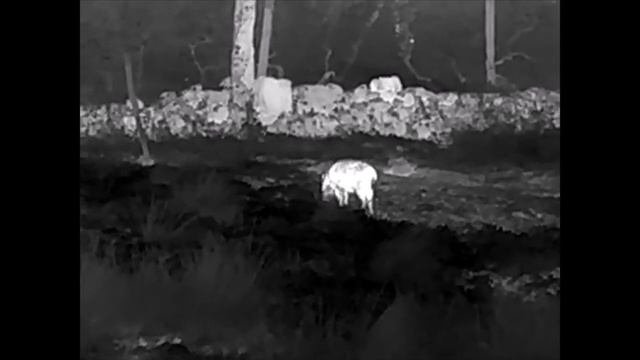 #INFIRAY #Thermal+ Dual DP19 смотреть онлайн