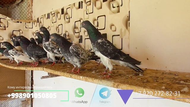 Голуби,Тедди_Камагар кому интересно обращайтесь отправка есть,2023г Узбекистан Россия Казахстан!!!