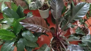 Филодендроны, моя коллекция.