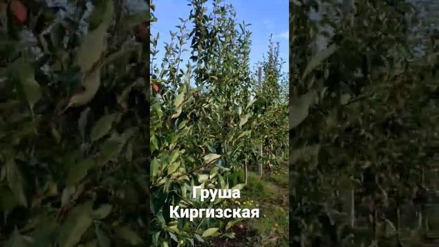 Груша Киргизская перед началом сбора #харьков #харьковсад #деревня #колхоз #фотосад