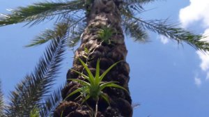 Tillandsia  Flexuosa Vivipara