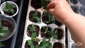 Укоренение гортензии почкой и в воде через 2 месяца. Пересадка.