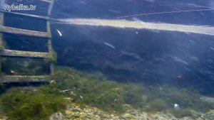 Воблера Smith Jib. Подводная съемка. Underwater