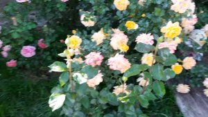 083 Клематисы#розы#начало#цветения