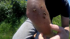 Ужалила пчела. Лечение пчёлами. Экспериментирую яд пчёл на себе.