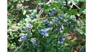 Сорт голубики садовой «Рюбел»