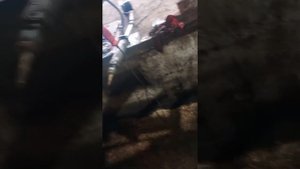 Терекс 840 снятие рулевого цилиндра