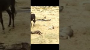 Осел ишак напал на собак