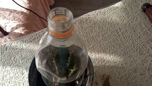 Почему черенок розы не даёт корни? Как сохранить Крошку зимой? ?Отвечаю на ваши вопросы ??