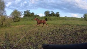 Продаётся лошадь. Будёновская кобыла. Кличка БеГе.