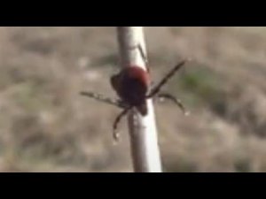 Энцефалитный Клещ Больше не Укусит. Дедовский метод против клещей Таежный Бурмакина гора Лесосибирск