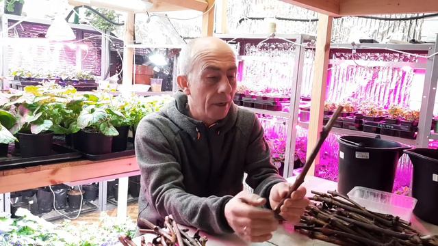 КАК УКОРЕНЯТЬ ВИНОГРАД. ДЕЛЮСЬ ОПЫТОМ.