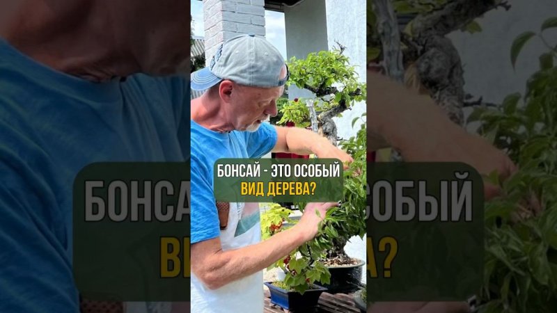 БОНСАЙ - ЭТО ОСОБЫЙ ВИД ДЕРЕВА?