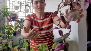 HOUSE PLANTS WATER PROPAGATION UPDATE | WATER PROPAGATION WITH PEBBLES UPDATE | Pearl Lifestyle TV