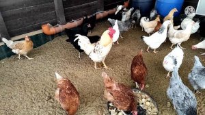 Деревенский курятник. Два петуха в одном загоне