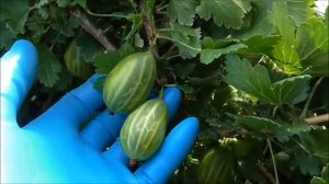 ЗЕЛЕНЫЙ БУТЫЛОЧНЫЙ- крыжовник с невероятно крупной ягодой! Крупнее я не видела.....