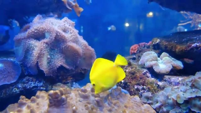 Звуки природы для релакса на глубине океана с шумом волн