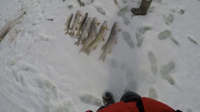 Мертвый улов. Браконьеры Мелькен апрель 2018 смотреть онлайн